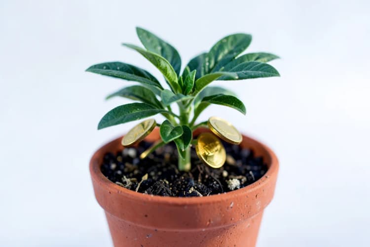 Um close-up de uma planta crescendo em um vaso, com moedas de ouro brotando de suas folhas.