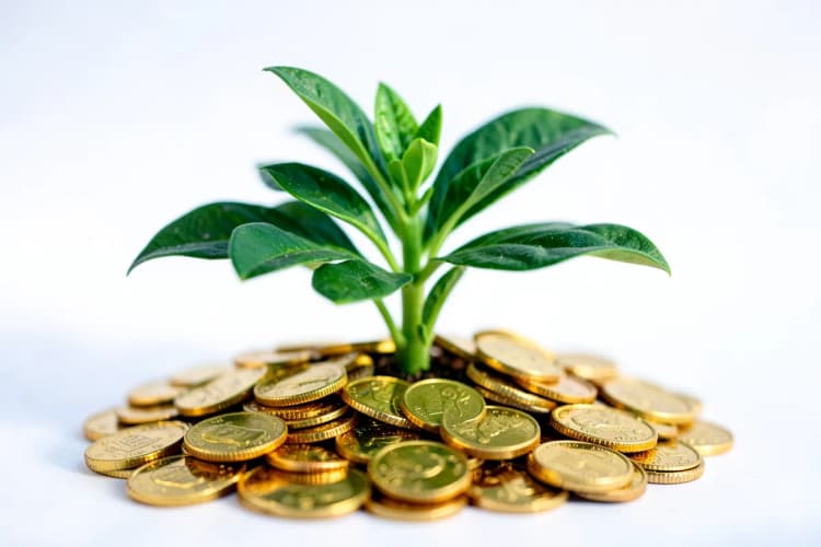 Uma planta crescendo a partir de um monte de moedas, com folhas verdes vibrantes.