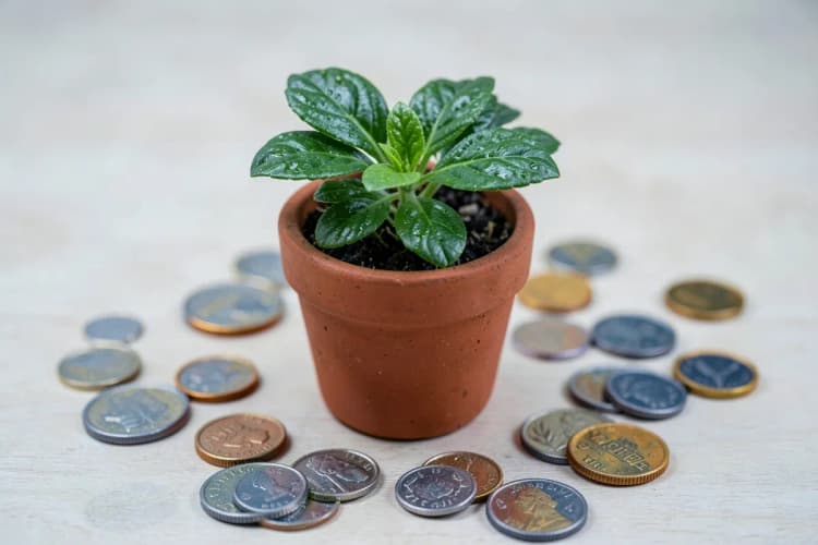 Uma planta crescendo em um vaso, com moedas ao redor da base.